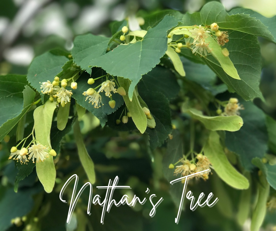 Nathan's Tree